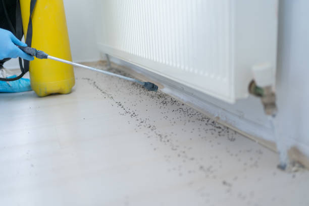 Best Affordable Pest Control Services  in Riverside, MO