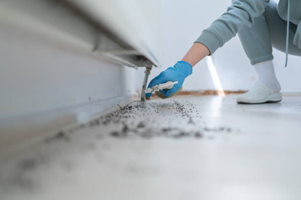 Best Flea Control Services  in Riverside, MO